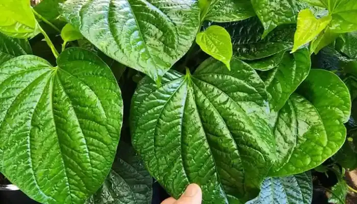 15 Khasiat Daun Kaduk dan Cara Makan yang Betul