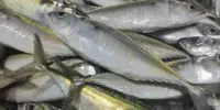 Harga Ikan Kembung Sekilo Hari Ini di Malaysia 2026