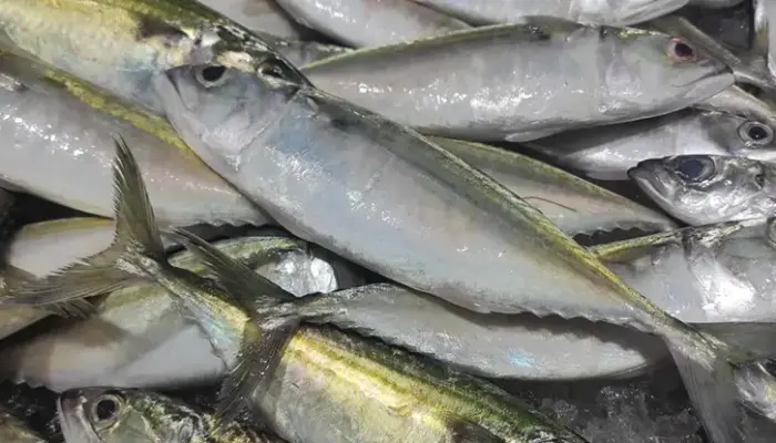 Harga Ikan Kembung Sekilo Hari Ini di Malaysia 2026