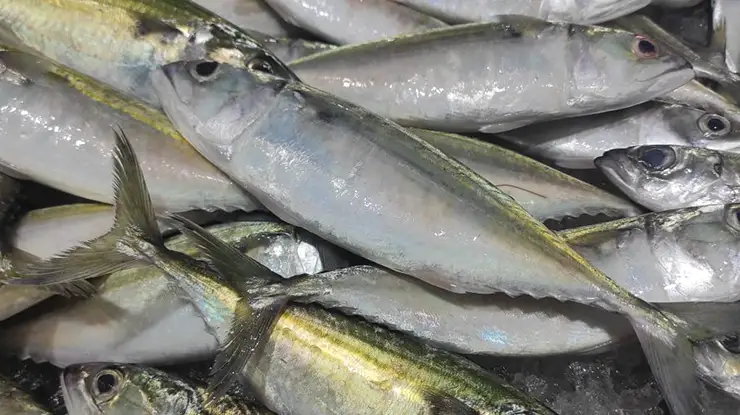 Harga Ikan Kembung Sekilo