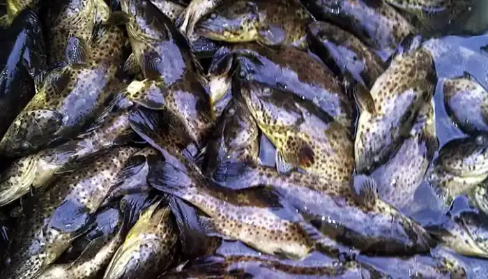 Harga Ikan Kerapu Sekilo Hari Ini di Malaysia 2026