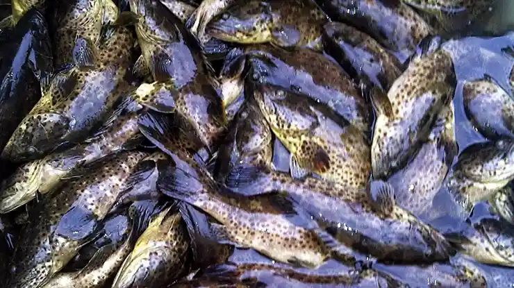 Harga Ikan Kerapu Sekilo