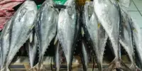 Harga Ikan Tuna 1 Kg Malaysia Hari Ini 2026