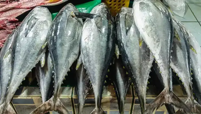 Harga Ikan Tuna 1 Kg Malaysia Hari Ini 2026