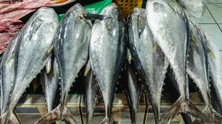 Harga Ikan Tuna 1 Kg Malaysia