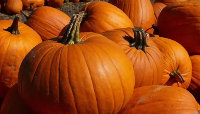 Harga Labu Kuning 1 Kg Hari Ini di Malaysia 2026