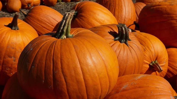 Harga Labu Kuning 1 Kg