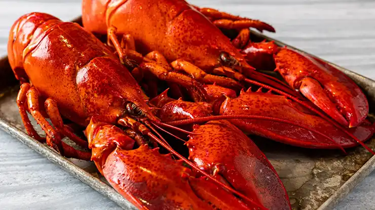 Harga Lobster Sekilo