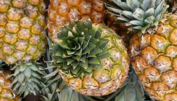 Harga Nanas 1 Kg Hari ini di Malaysia 2026