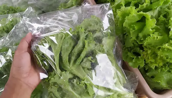 Harga Salad Sekilo Terkini di Malaysia 2026