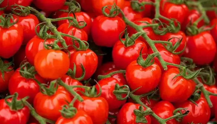 Harga Tomato Sekilo Hari Ini di Malaysia 2026