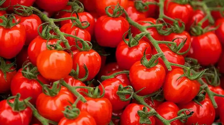 Harga Tomato Sekilo