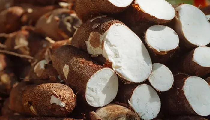 Harga Ubi Kayu Sekilo Hari Ini di Malaysia 2026