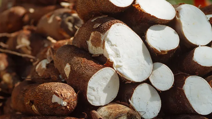 Harga Ubi Kayu Sekilo