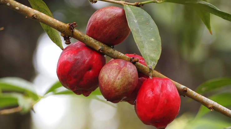 Keburukan Buah Mahkota Dewa