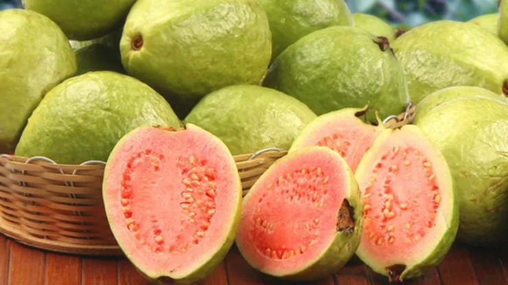 Keburukan Jambu Batu