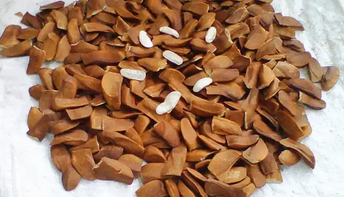 17 Khasiat Buah Tunjuk Langit, Nutrisi dan Cara Makan