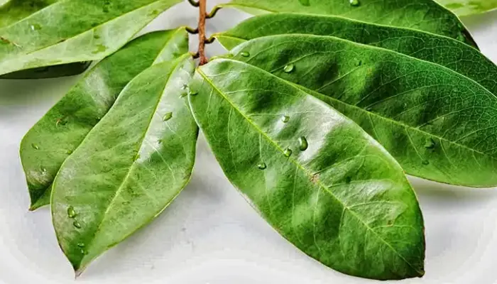 11 Khasiat Daun Durian Belanda dan Penyediaan