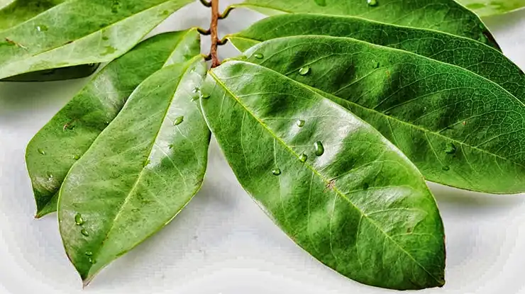 Khasiat Daun Durian Belanda