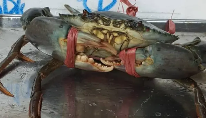 10 Khasiat Ketam Nipah, Nutrisi dan Cara Makan