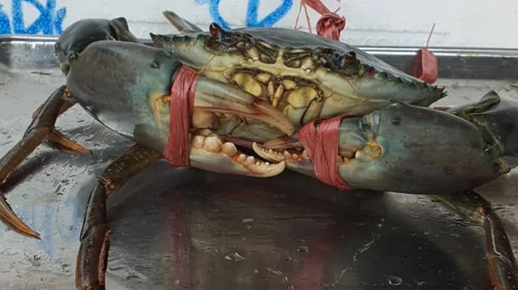 Khasiat Ketam Nipah