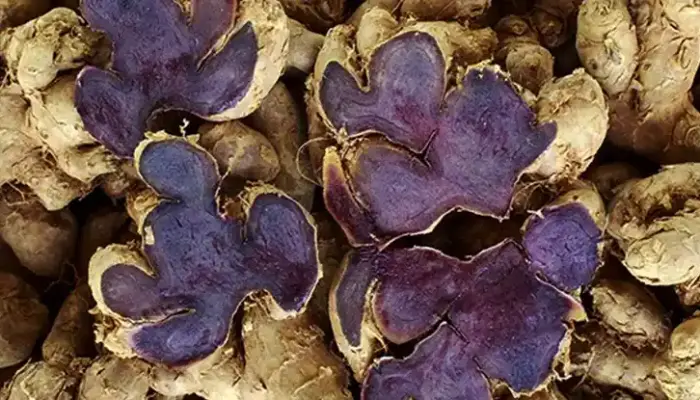 Cara Makan Kunyit Hitam, Dos dan Waktu Terbaik