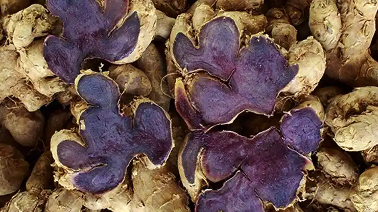 Cara Makan Kunyit Hitam