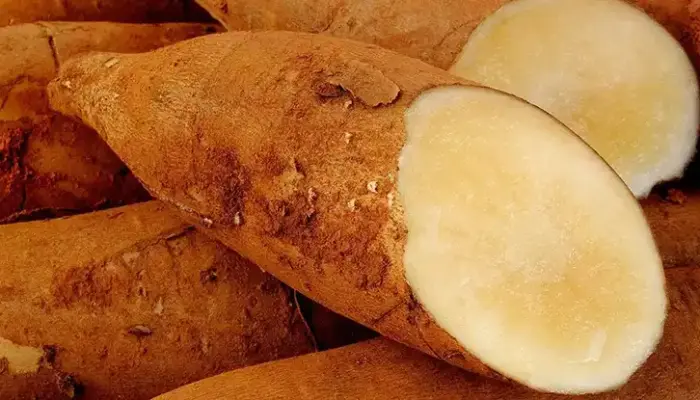 Cara Makan Ubi Yacon yang Betul dan Kekerapan