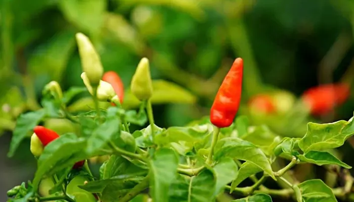 Cili Padi vs Cili Api, Ciri Fizikal dan Penggunaan