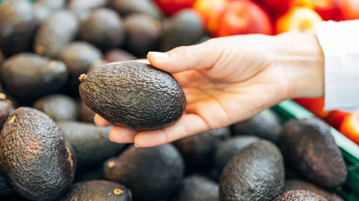 Harga Avocado Malaysia