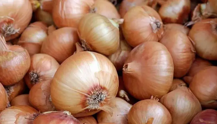 Harga Bawang Holland Terkini di Malaysia 2026