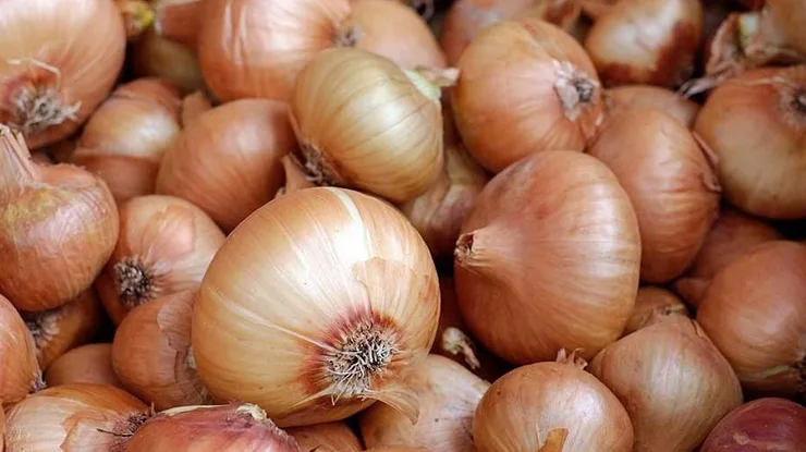 Harga Bawang Holland