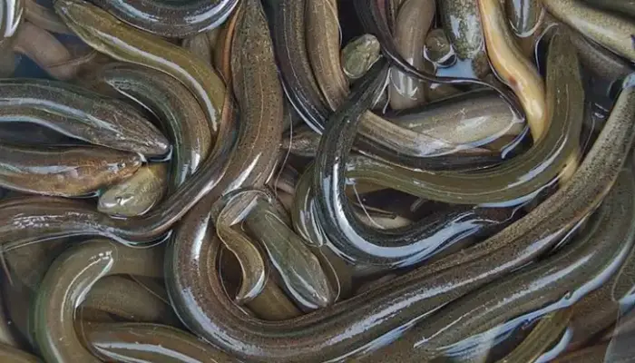 Harga Belut Sekilo Hari Ini di Malaysia 2026