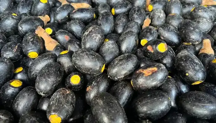 Harga Buah Dabai Terkini di Malaysia 2026