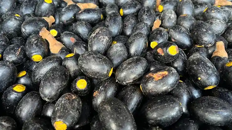 Harga Buah Dabai