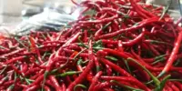 Harga Cili Merah 1 Kg Terkini di Malaysia 2026