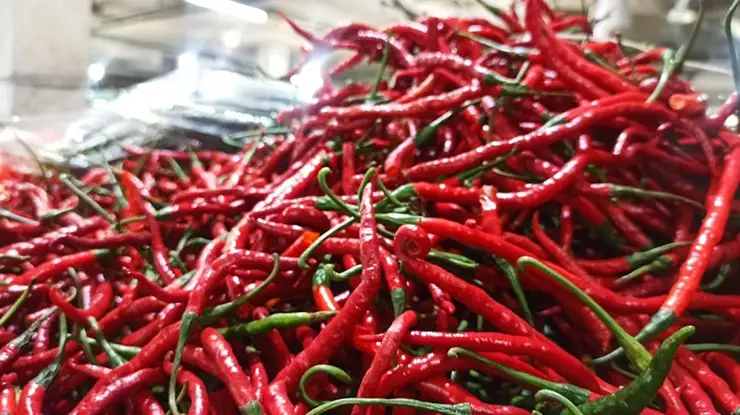Harga Cili Merah 1 Kg