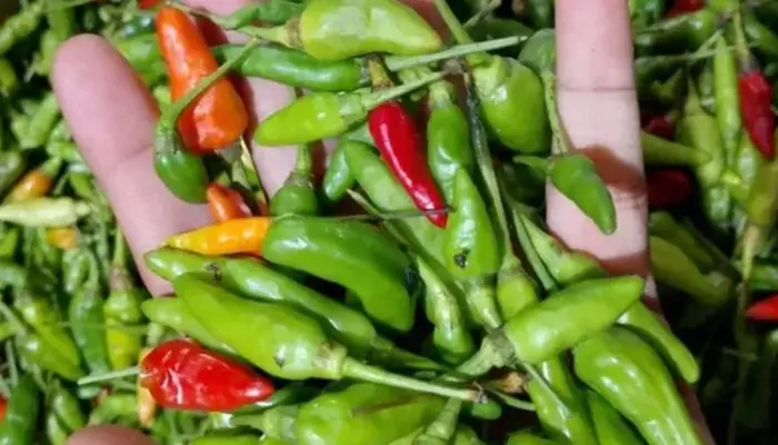Harga Cili Padi Hijau Sekilo Hari Ini 2026