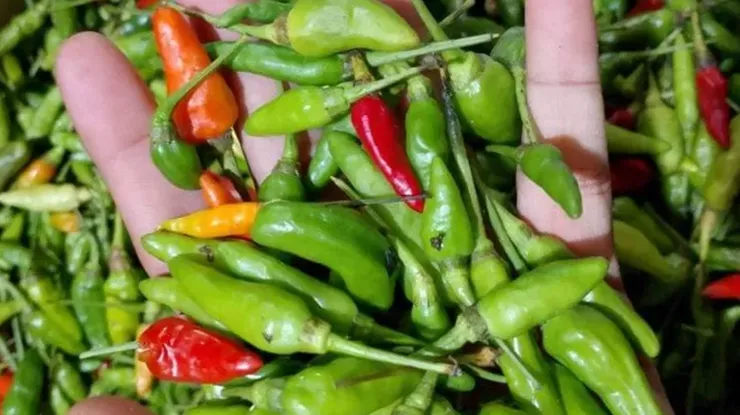 Harga Cili Padi Hijau Sekilo