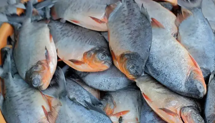 Harga Ikan Bawal Sekilo Hari Ini di Malaysia 2026