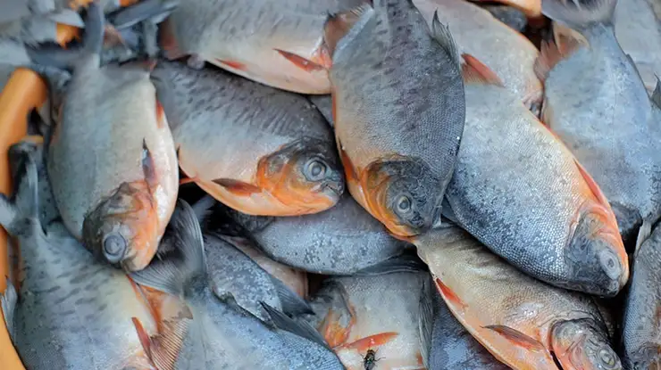 Harga Ikan Bawal Sekilo