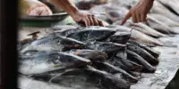 Harga Ikan Keli Sekilo Hidup dan Siap Siang 2026