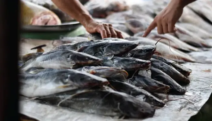 Harga Ikan Keli Sekilo Hidup dan Siap Siang 2026