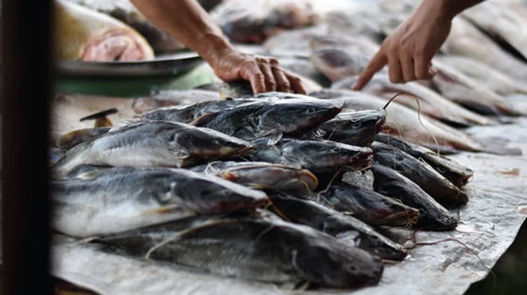 Harga Ikan Keli Sekilo