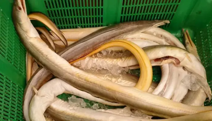 Harga Ikan Malong Terkini di Malaysia 2026