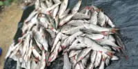 Harga Ikan Sebarau di Pasaran Malaysia 2026