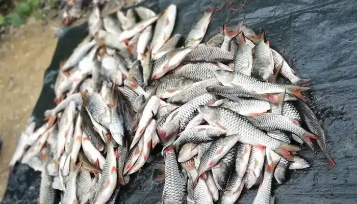 Harga Ikan Sebarau di Pasaran Malaysia 2026