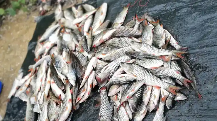 Harga Ikan Sebarau