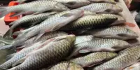 Harga Ikan Semah Terkini di Malaysia 2026