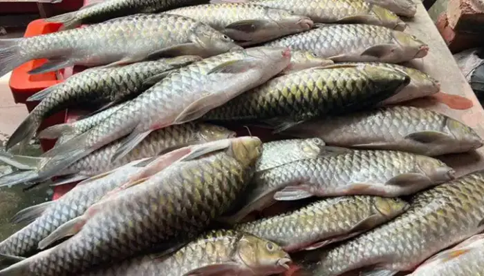 Harga Ikan Semah Terkini di Malaysia 2026